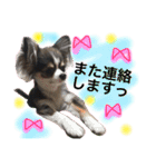 チワワのメロくんです（個別スタンプ：33）