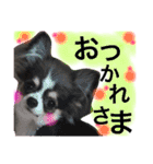 チワワのメロくんです（個別スタンプ：34）