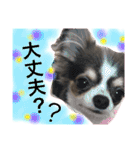 チワワのメロくんです（個別スタンプ：35）