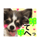 チワワのメロくんです（個別スタンプ：36）