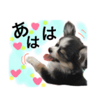 チワワのメロくんです（個別スタンプ：37）