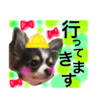 チワワのメロくんです（個別スタンプ：39）