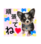 チワワのメロくんです（個別スタンプ：40）