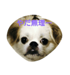 毎日ブヒ（個別スタンプ：8）