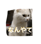 nyanderful  world（個別スタンプ：1）