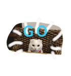 nyanderful  world（個別スタンプ：5）