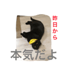 nyanderful  world（個別スタンプ：6）