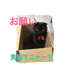 nyanderful  world（個別スタンプ：17）
