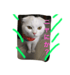 nyanderful  world（個別スタンプ：18）