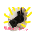 nyanderful  world（個別スタンプ：24）