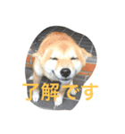 siba konatsu（個別スタンプ：4）
