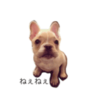 Kinaco the Frenchie（個別スタンプ：1）