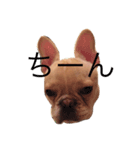 Kinaco the Frenchie（個別スタンプ：2）