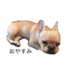 Kinaco the Frenchie（個別スタンプ：3）