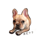Kinaco the Frenchie（個別スタンプ：4）