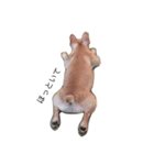 Kinaco the Frenchie（個別スタンプ：7）