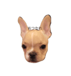 Kinaco the Frenchie（個別スタンプ：8）