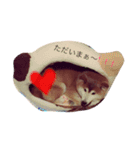 ちゃむくん（個別スタンプ：1）
