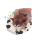 ちゃむくん（個別スタンプ：4）