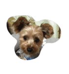 Yorkie Ryoma（個別スタンプ：1）