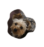 Yorkie Ryoma（個別スタンプ：2）