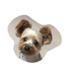 Yorkie Ryoma（個別スタンプ：3）