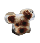 Yorkie Ryoma（個別スタンプ：4）