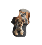 Yorkie Ryoma（個別スタンプ：5）