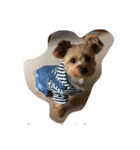Yorkie Ryoma（個別スタンプ：7）