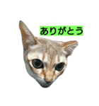 はる パート1（個別スタンプ：1）