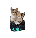 三毛猫クラとステラ（個別スタンプ：6）