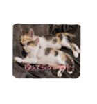 三毛猫クラとステラ（個別スタンプ：11）