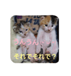 三毛猫クラとステラ（個別スタンプ：15）