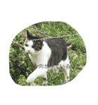 猫だぞ（個別スタンプ：1）