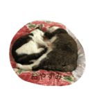 猫だぞ（個別スタンプ：2）