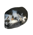 猫だぞ（個別スタンプ：3）