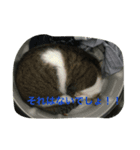 猫だぞ（個別スタンプ：4）