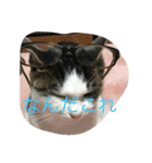 猫だぞ（個別スタンプ：6）