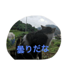 猫だぞ（個別スタンプ：7）