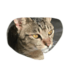 猫だぞ（個別スタンプ：8）