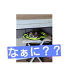 愛想なしのねこ(9)（個別スタンプ：10）