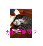 愛想なしのねこ(9)（個別スタンプ：12）