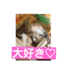 愛想なしのねこ(9)（個別スタンプ：14）