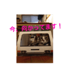 愛想なしのねこ(9)（個別スタンプ：15）