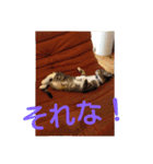 愛想なしのねこ(9)（個別スタンプ：16）