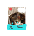 愛想なしのねこ(9)（個別スタンプ：17）