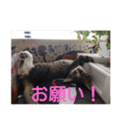 愛想なしのねこ(9)（個別スタンプ：20）