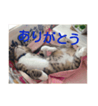 愛想なしのねこ(9)（個別スタンプ：21）