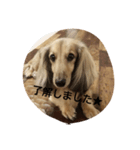 ミニチュアダックスのモナくん（個別スタンプ：2）