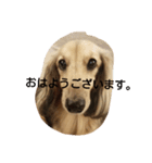 ミニチュアダックスのモナくん（個別スタンプ：5）